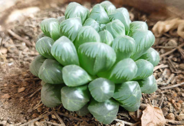 多肉植物怎么养的又肥又大