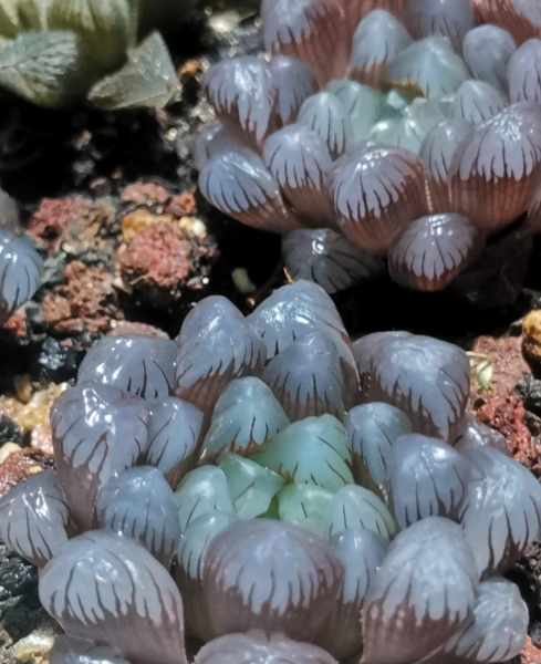 多肉植物怎么养的又肥又大
