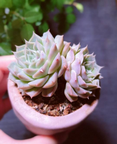 多肉植物怎么养的又肥又大
