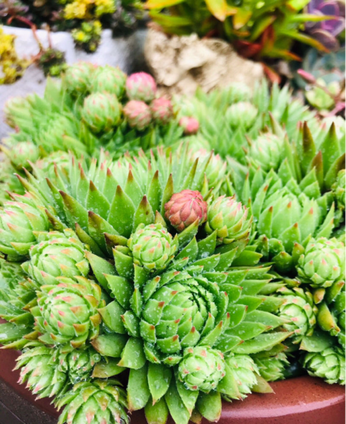 多肉植物怎么养的又肥又大