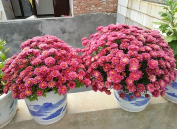 哪种菊花是宿根多年生的