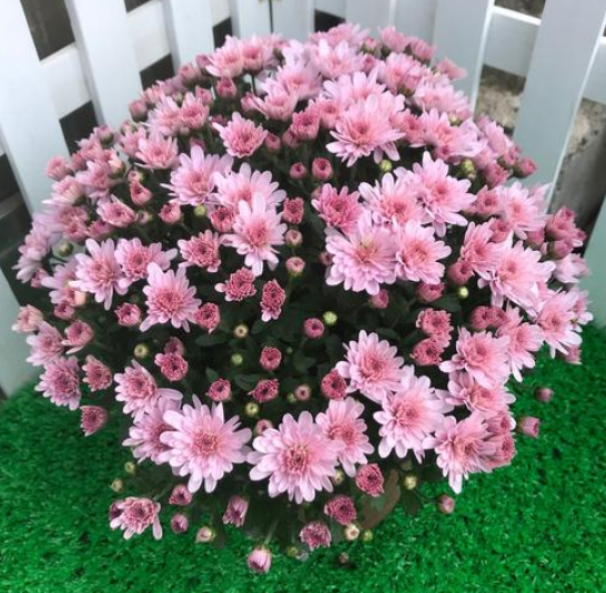 哪种菊花是宿根多年生的