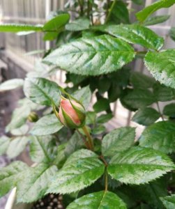 盆栽月季花如何施肥 掌握月季的养护技巧