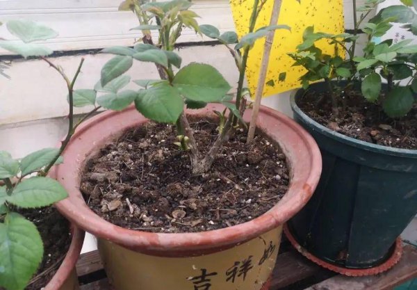 盆栽月季花如何施肥