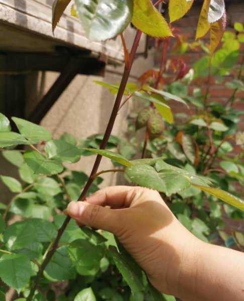 盆栽月季花如何施肥