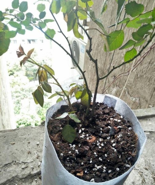 盆栽月季花如何施肥
