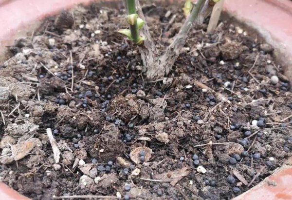 盆栽月季花如何施肥