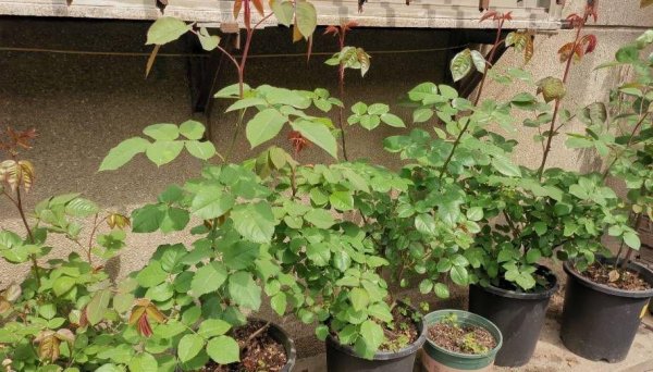 盆栽月季花如何施肥