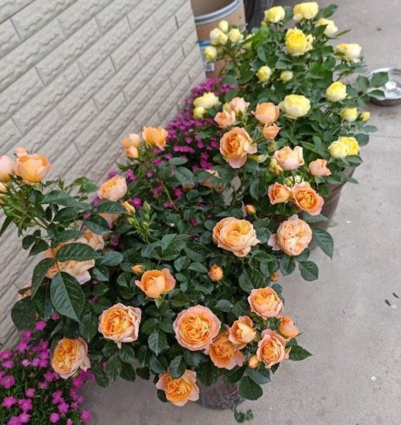 盆栽月季花如何施肥