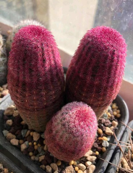 红太阳仙人球如何养