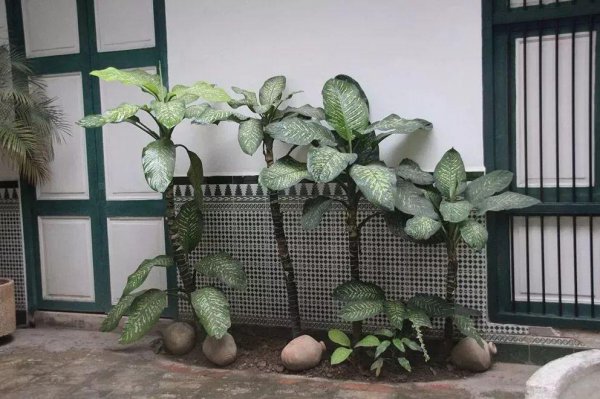 万年青到底有几种品种