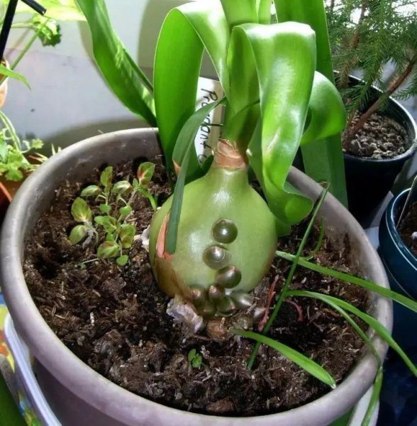 万年青到底有几种品种