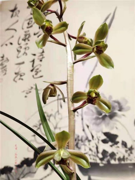 蕙兰哪个品种好养