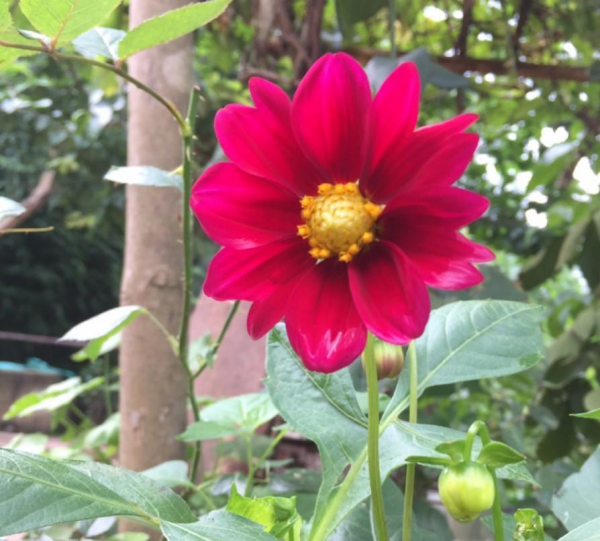 小丽花冬天如何过冬