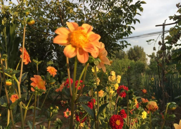 小丽花冬天如何过冬