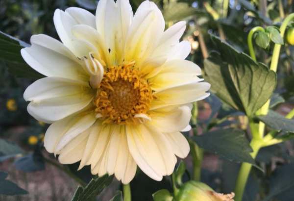 小丽花冬天如何过冬