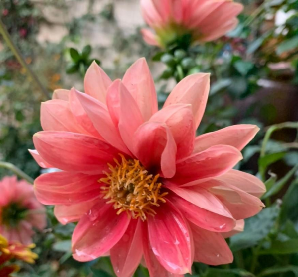 小丽花冬天如何过冬