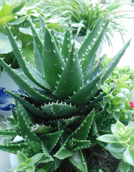 芦荟盆景怎么养