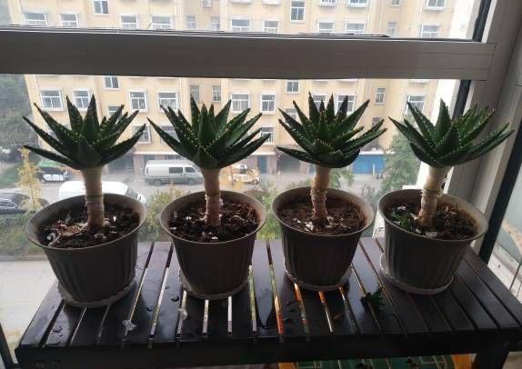 芦荟盆景怎么养