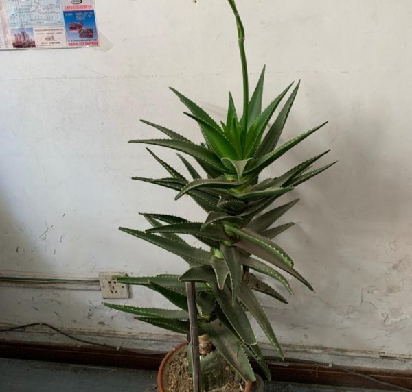 芦荟盆景怎么养