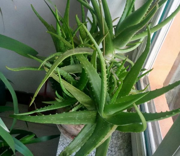 芦荟盆景怎么养