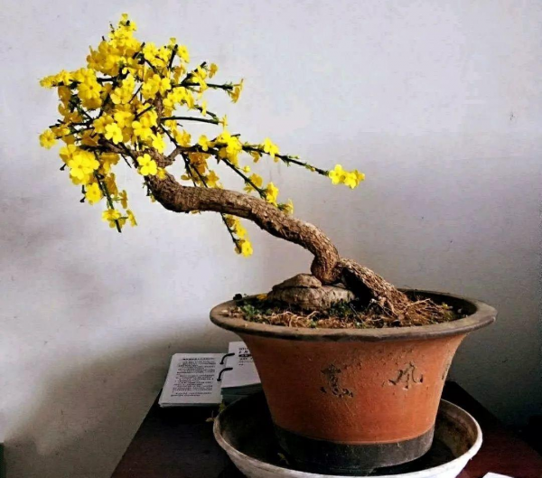 迎春花盆景如何养护