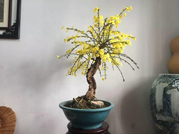 迎春花盆景如何养护