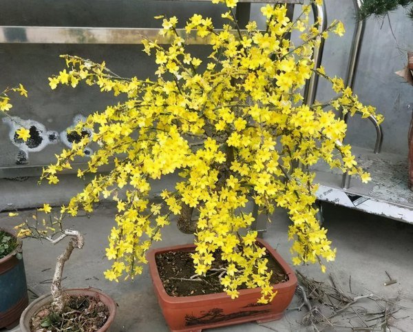 迎春花盆景如何养护
