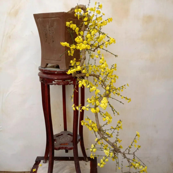 迎春花盆景如何养护
