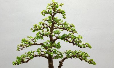 金枝玉叶花怎么养才能开花 详解金枝玉叶的栽培技术