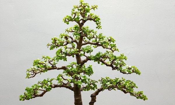 金枝玉叶花怎么养才能开花