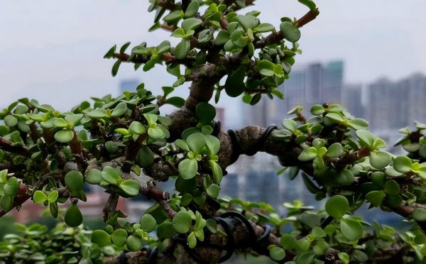 金枝玉叶花怎么养才能开花