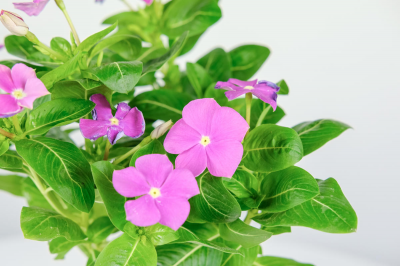 一年四季都开花的叫什么花 有关四季常开的花卉大全