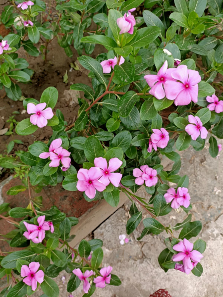 一年四季都开花的叫什么花