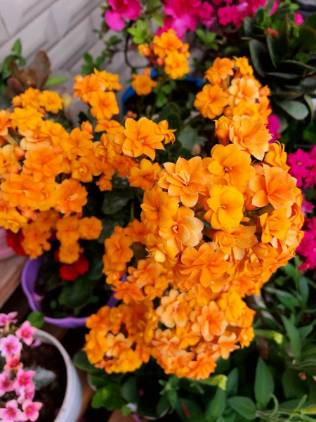 一年四季都开花的叫什么花