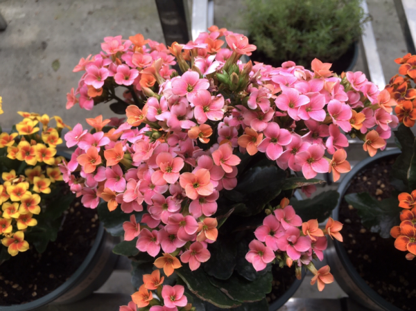 一年四季都开花的叫什么花