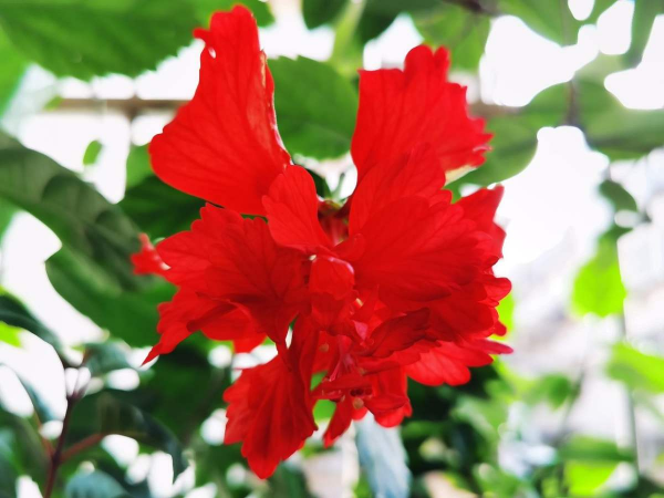 一年四季都开花的叫什么花
