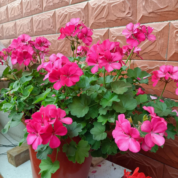 一年四季都开花的叫什么花
