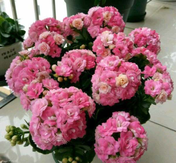 长寿花夏天怎么养才开花