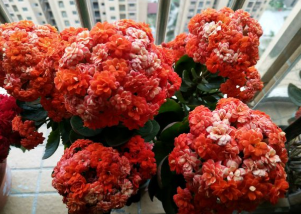 长寿花夏天怎么养才开花