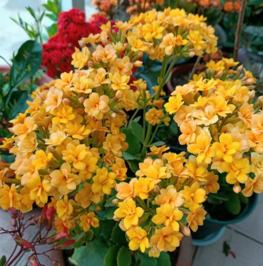 长寿花夏天怎么养才开花