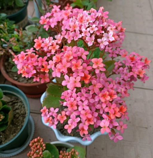 长寿花夏天怎么养才开花