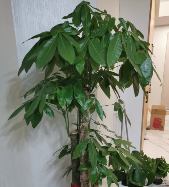 发财树叶子为啥变黄