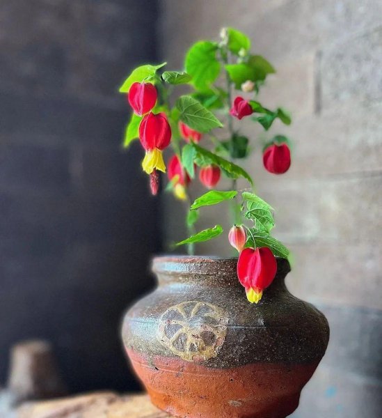 灯笼花哪个品种好看