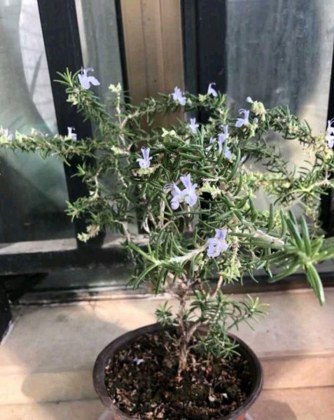 迷迭香怎么养护