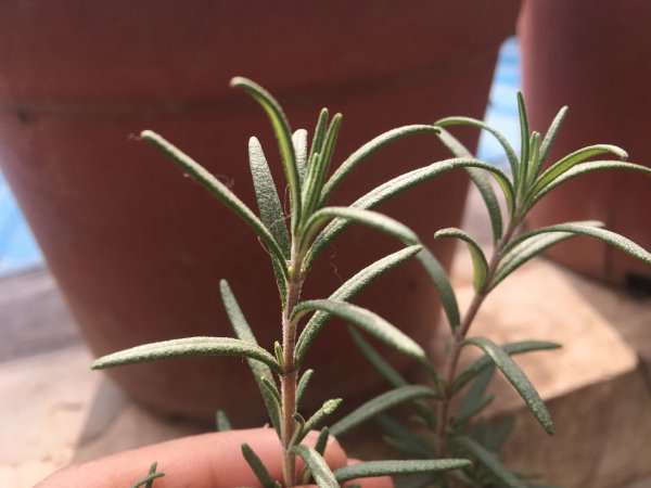 迷迭香怎么养护