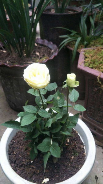 收到的玫瑰花束怎么养