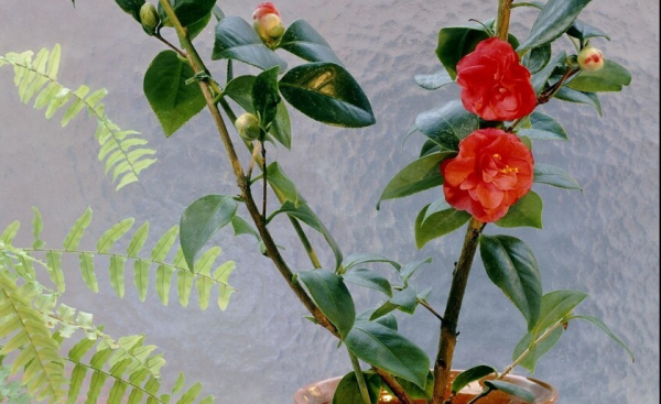 茶花叶枯焦怎么办