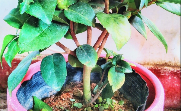 茶花叶枯焦怎么办