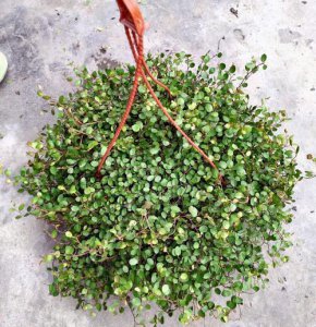 千叶兰鲜花怎么养好看 养护千叶兰的窍门